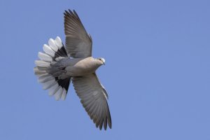 Collared Dove