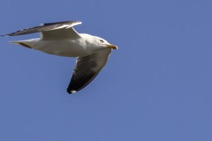 GreatBlack-backed Gull