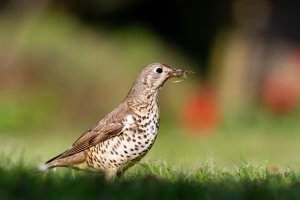 Mistle Thrush