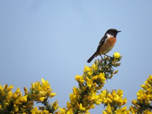 Stonechat