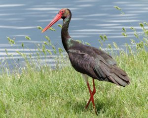 Black Stork