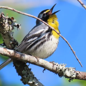 Yellow-throated Warbler