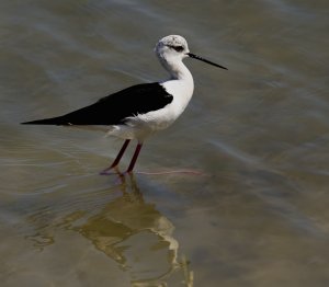 black winged stilt.jpg