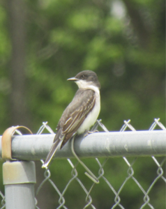 Eastern Kingbird perched on fence