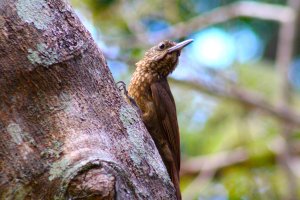 Cocoa Woodcreeper