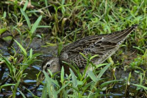 Short - billed Dowitcher