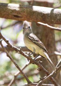 Yellow-bellied Elaenia