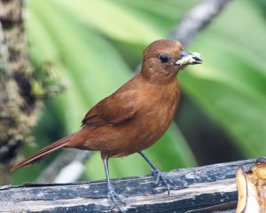 White-lined Tanager (f)