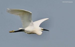 Little Egret 4711.jpg