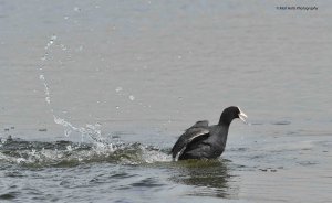 Coot 3723.jpg