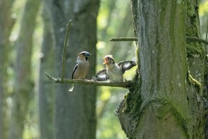 Hawfinch