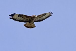 Common Buzzard