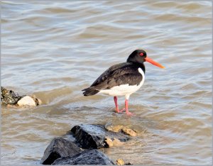 Oystercatcher