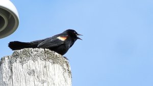 Red Winged Blackbird