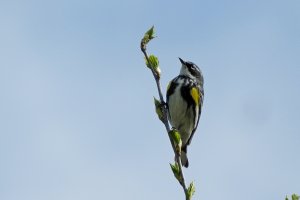 Yellow Rumped Warbler