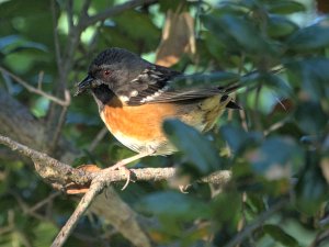 Spotted towhee