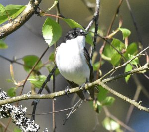 Pied flycatcher