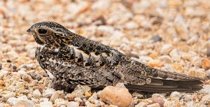 Common Nighthawk