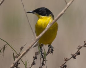 Yellow Wagtail