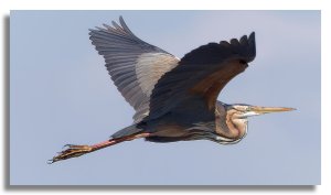 Purple Heron