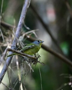 Wing-barred Piprites