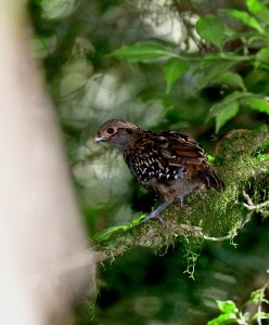 Spot-winged Wood-Quail