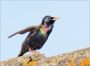 Starling