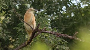 squacco heron