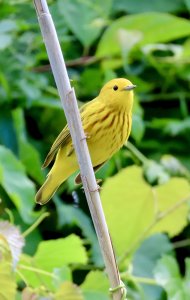 Yellow Warbler