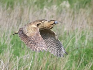 Bittern in flight