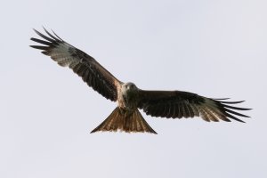 Red Kite.JPG