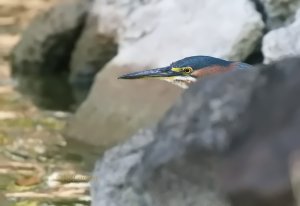 Green Heron