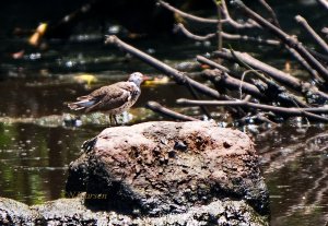 Spotted Sandpiper