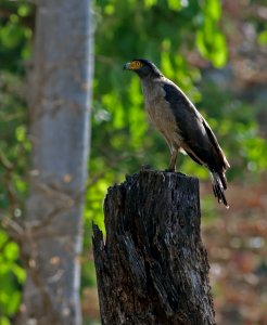 Crested serpent eagle