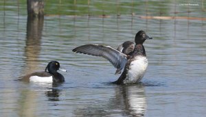 Tufted Ducks 4888.jpg