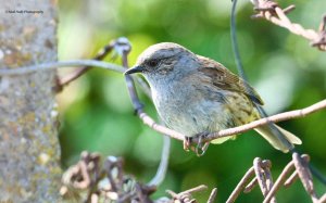 Dunnock 4488.jpg