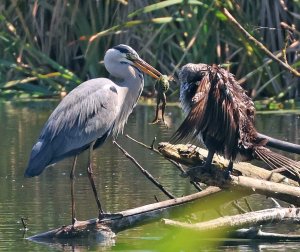 Gray Heron, Great Cormorant