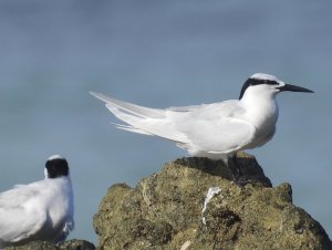 Black-naped tern