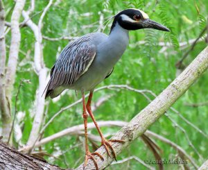 Yellow-crowned Night Heron