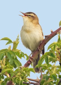 Sedge Warbler