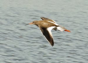 Redshank