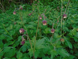 Water avens.