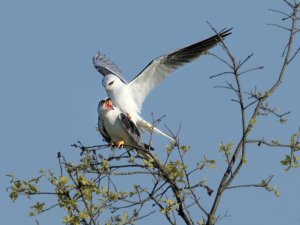 White tailed kites