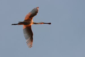 spoonbill