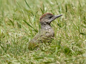 Eurasian Green Woodpecker