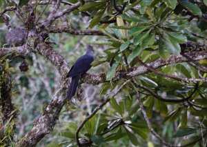 Crested Cuckoo-Dove