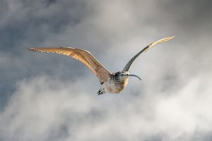 Long Billed Curlew