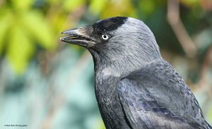 Jackdaw 4552.jpg