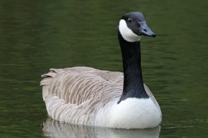 Canada Goose