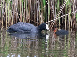 Common Coot